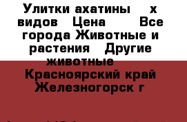 Улитки ахатины  2-х видов › Цена ­ 0 - Все города Животные и растения » Другие животные   . Красноярский край,Железногорск г.